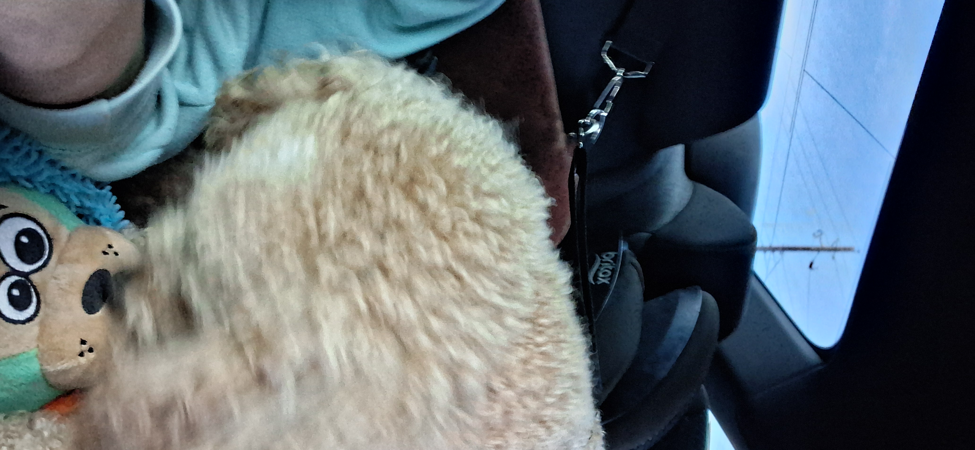 dat same other doggy ;3