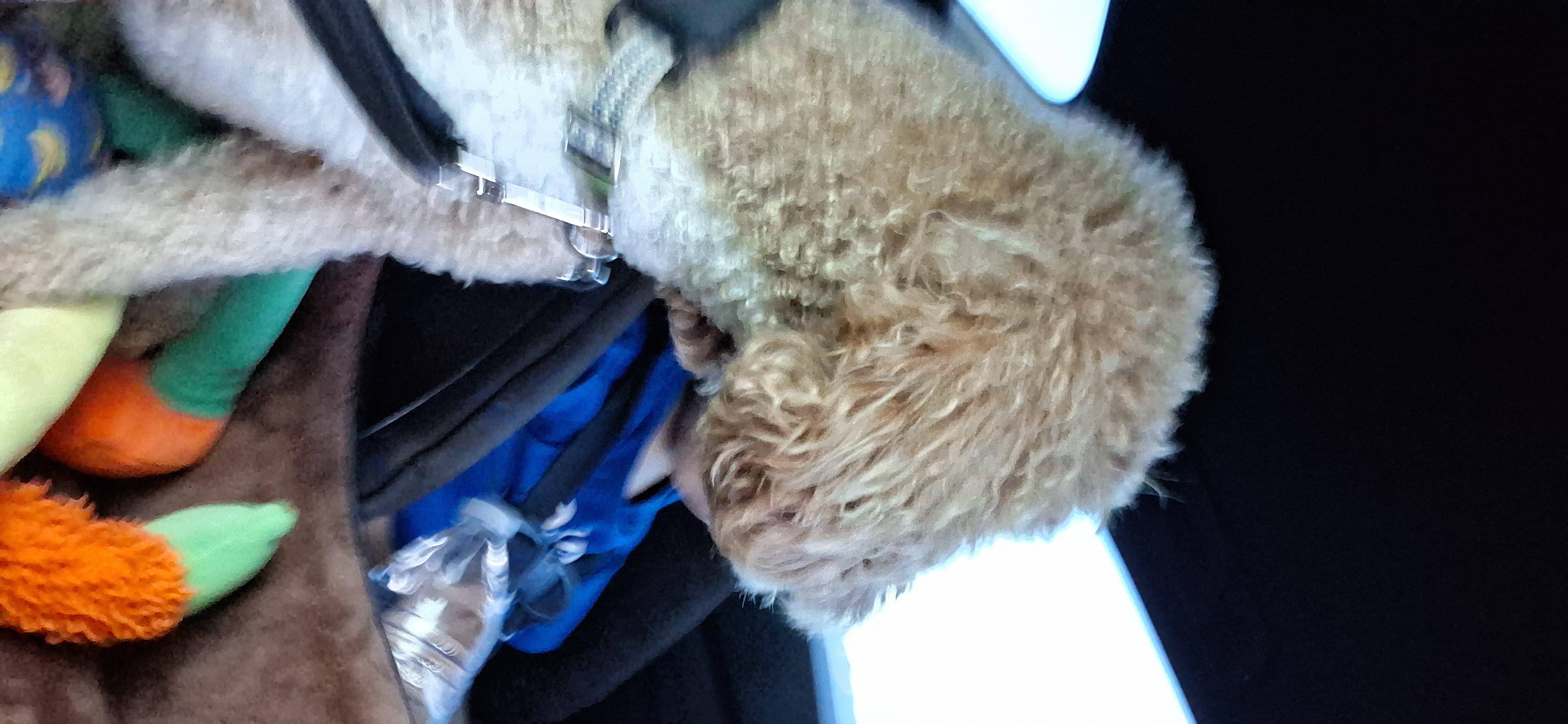 dat same other doggy ;3