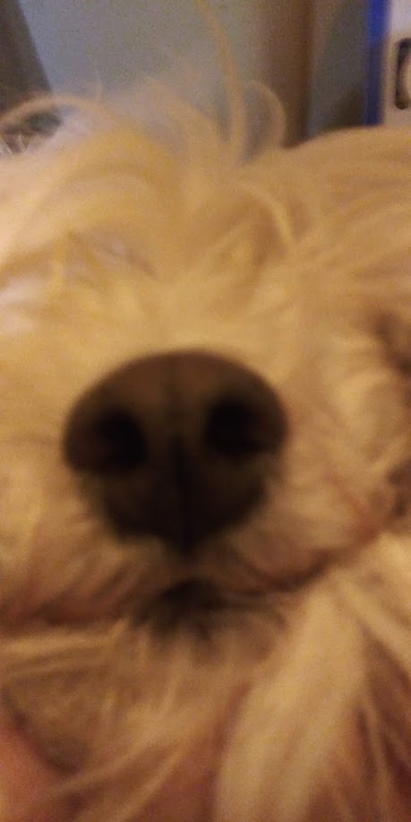 the same silly doggo :O