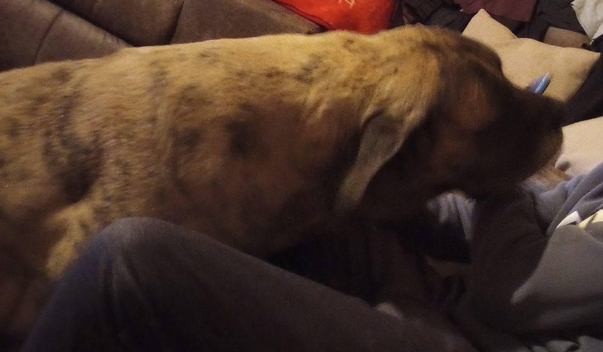 dat same other doggy ;3